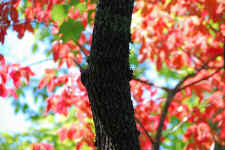 20081004_28.JPG (977415 bytes)